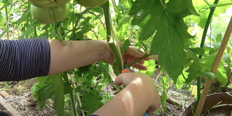 Как ускорить созревание помидоров в открытом грунте и в теплице