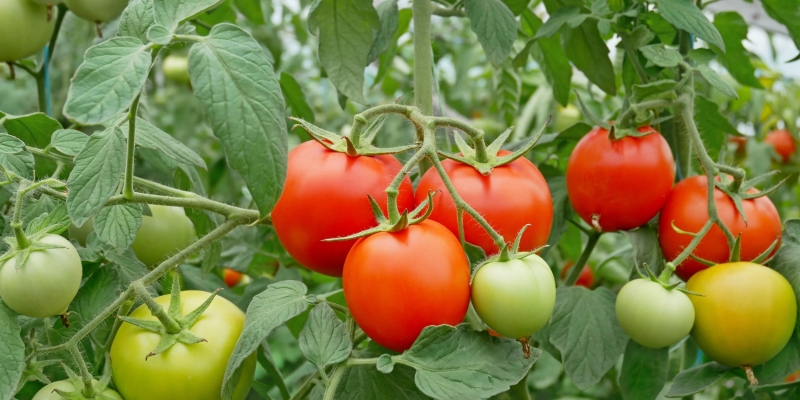 Как ускорить созревание помидоров в открытом грунте и в теплице